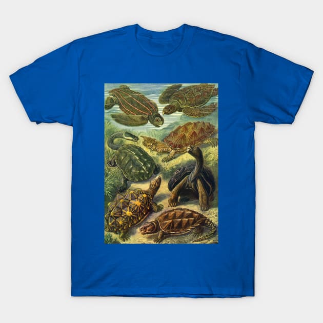 Sea Turtles and Tortoises, Chelonia by Ernst Haeckel T-Shirt by MasterpieceCafe